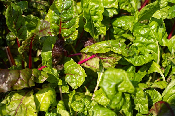 Swiss chard, vegatable garden, Primary