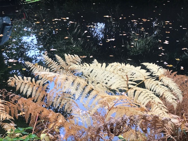 Ferns, Baskingstoke Canal