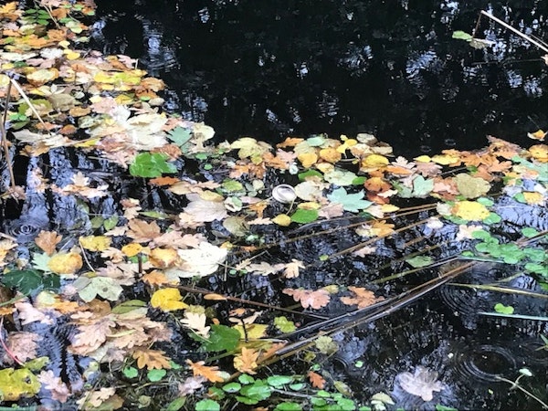 Autumnal leaves, Basingstoke Canal